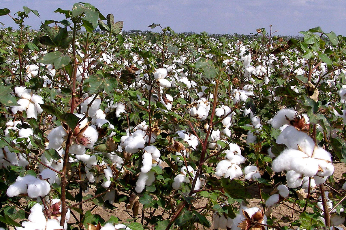 Know your fabrics - Natural