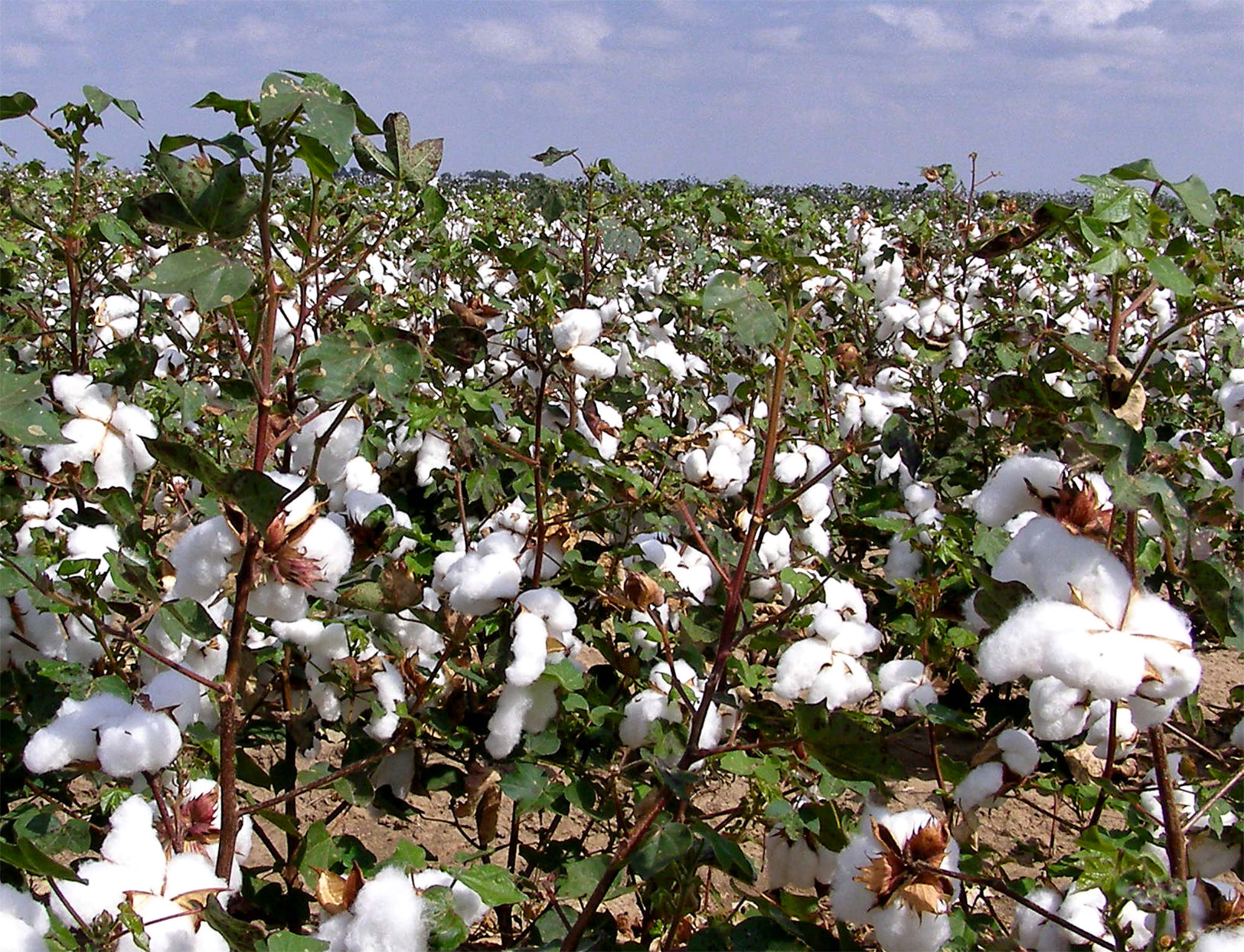 Know your fabrics - Natural